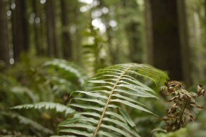 This is one of my favorite views of the redwood forest: eye level with the ferns.