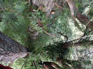 A view down to the forest floor from 200 feet up in the redwood crown.