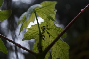 Ants tending aphids on the underside of young leaves of Big Leaf Maple (Acer macrophyllum) in Del Norte County.