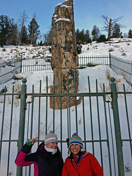 Megan and I pose by this fossilized redwood in Yellowstone.