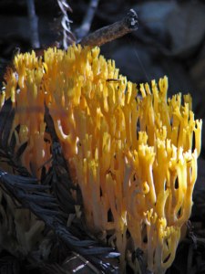 Coral fungus at sunset in the redwood forest.