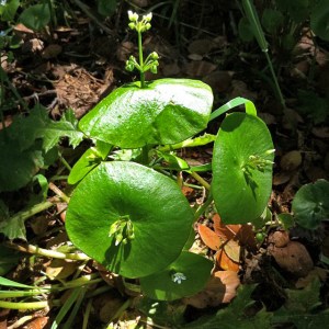 Miner's lettuce, Montia perfoliata.