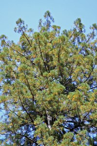 Coast redwood boasting colorful fall leaves at Humboldt Redwoods State Park. Photo by Ruskin Hartley.