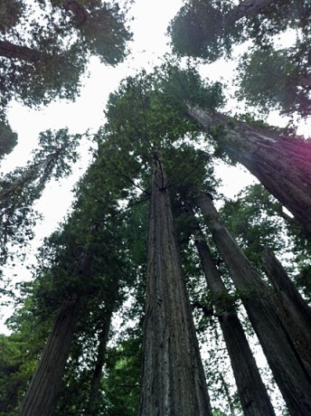 Gazing into redwood canopy.