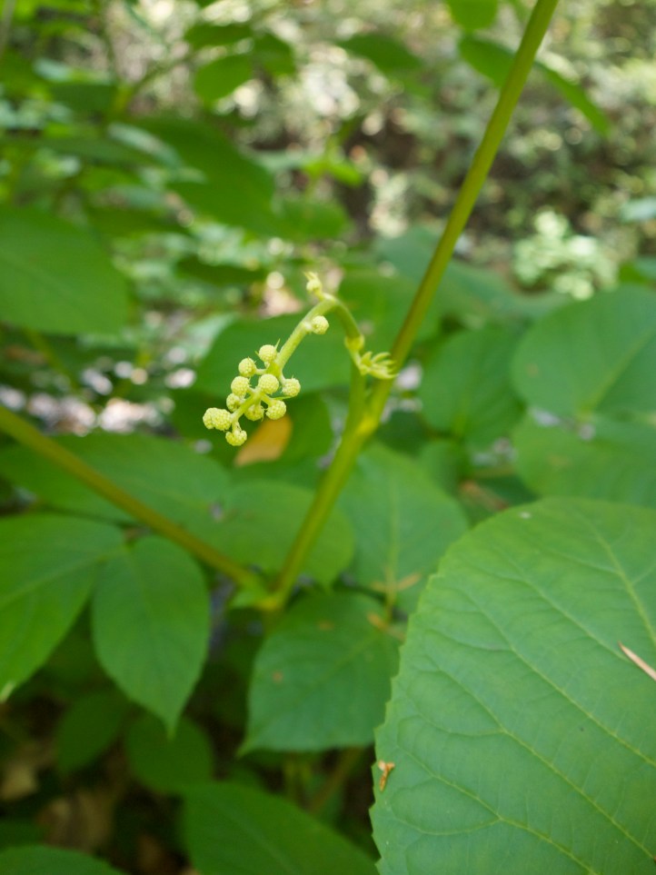 Beginning to bloom in Muir Woods National Monument.