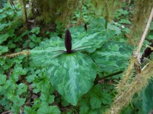 A giant wake robin prepares to bloom near the Klamath River.