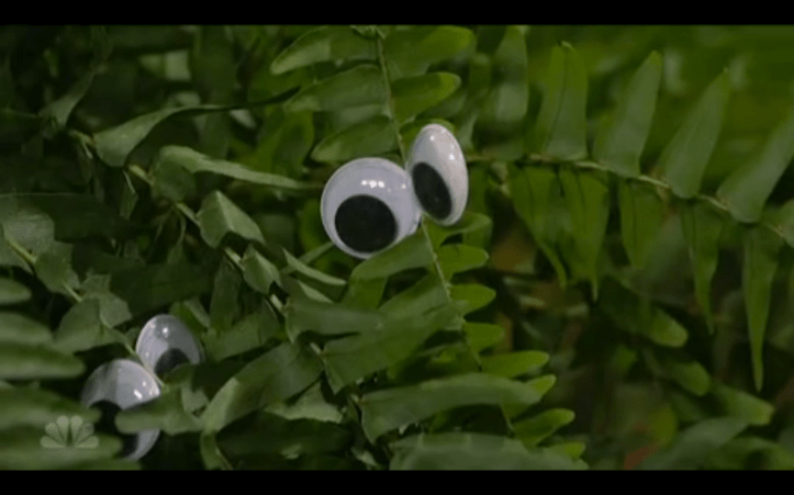 Make eye contact with your ferns, seriously. 