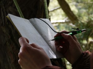 Marie Antoine records data on the size and shape of redwood branches and trunks to estimate carbon stored in this massive redwood.