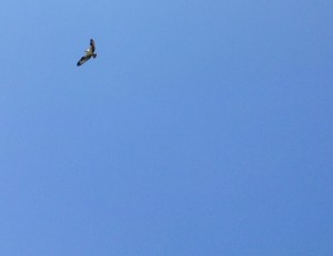 St. Catherine osprey.