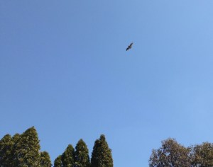 Not wanting to miss out, this bat joined the lakeside action.