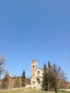 A hungry osprey glides over St. Catherine University in MN.