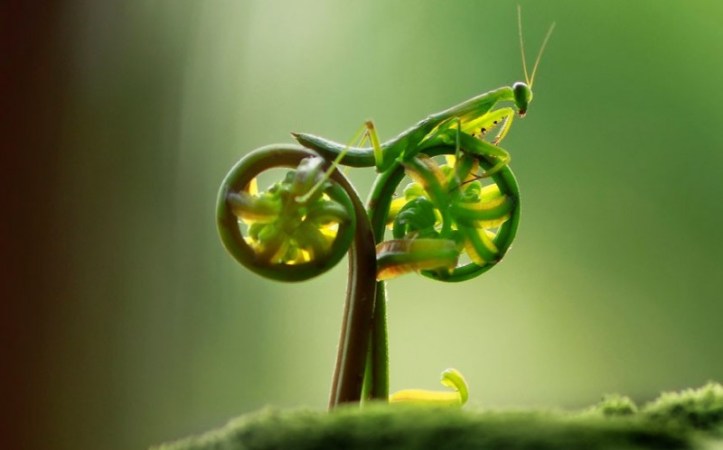 From The Telegraph:  praying mantis appears to be pedalling a bicycle in this amusing photo taken by amateur photographer, Eco Suparman, a university student from Borneo, Indonesia. He came across the mantis on a fern in a cemetery in the Ambawang River Village. Picture: Eco Suparman / CATERS NEWS