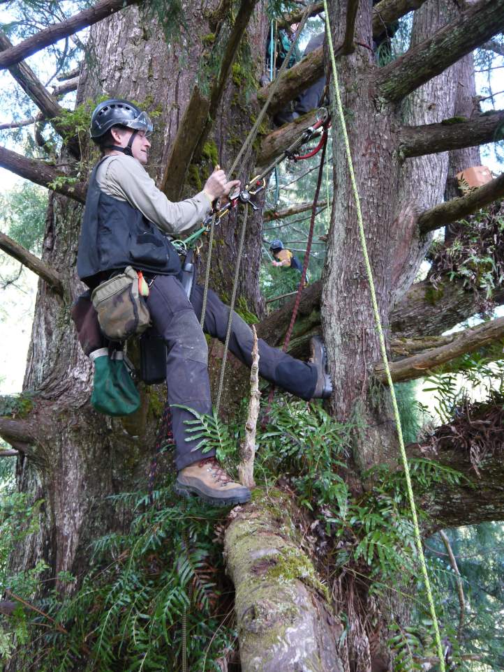 Steve Sillett works alongside lush ferns in the crown.