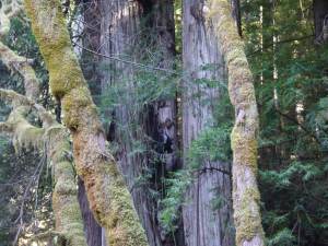 Steve Sillett climbing a tall double redwood in Del Norte County.