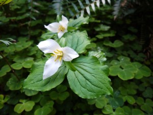 A pair of Western wake robins stun in Prairie Creek Redwoods State Park.