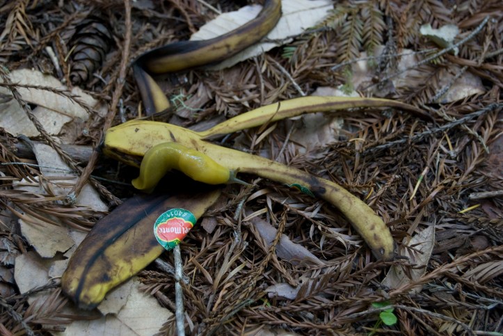 This banana slug doesn't get the joke. Big Basin Redwoods State Park.