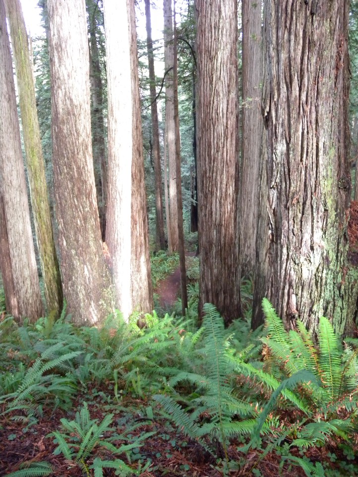 Trees are the next batteries. Their leaves were already were the original solar panels. What's next?!