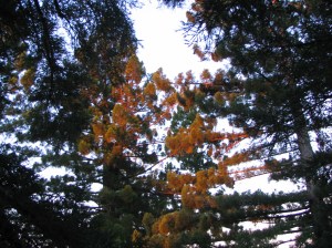 First light makes the redwood treetops glow orange.