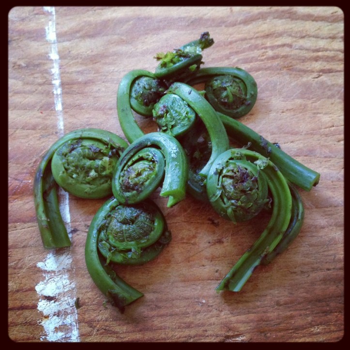 Fiddleheads waiting