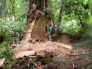 A ranger stands near a damaged coast redwood that lost its burl to poachers this week at Prairie Creek Redwoods State Park. Photo by Marshall Neeck.