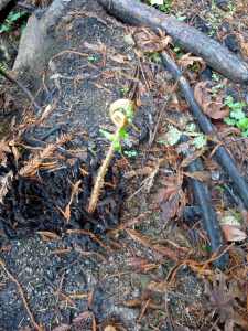 A fiddlehead emerges after fire