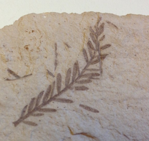 Fossilized redwood leaves