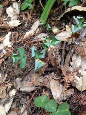 Dry redwood sorrel shows signs of drought stress at Armstrong Redwoods.