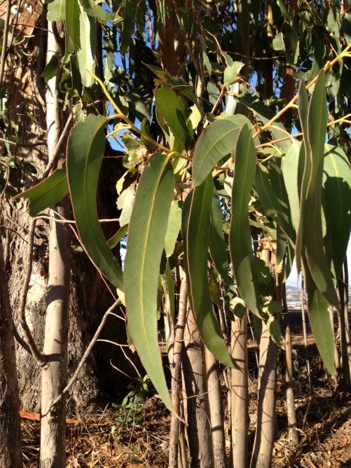 Eucalyptus leaves: the golden ticket?