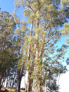 A Eucalyptus grove thrive in the California hills.