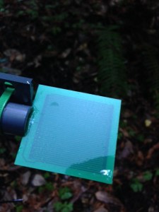 A puddle of rain clings to the edge of this artificial leaf that is tracking how wet it is on the forest floor.