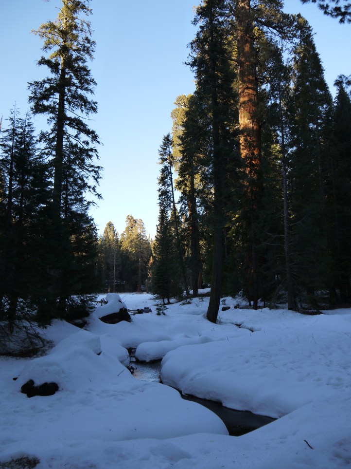 Winter is coming and luckily my favorite giant sequoias (pictured here at Giant Forest) are oblivious to Christmas tree season. 