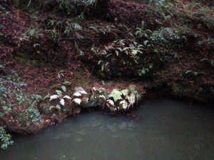 Lady fern leaves turn the Opal Creek bank white in Big Basin Redwoods State Park. 