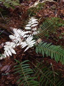 A fading bracken fern leaf glows white against the green leaves of sword fern at Big Basin Redwoods State Park.