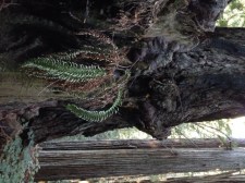A dying epiphytic sword fern isn't lucky enough to be growing in one of the damp areas of Prairie Creek Redwoods State Park.