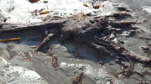 An recently uncovered oak tree from an ancient forest on the shore of Mount's Bay, Penzance. Photo by Frank Howie, courtesy of BBC.