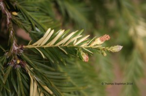 A coast redwood chimera with green and albino leaves. Photo by Tom Stapleton.
