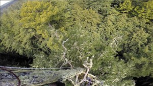 Looking down the lichen-crusted Douglas fir bole. Photo by Rikke Reese Næsborg.