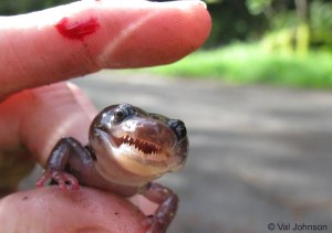 Shannon Hoss got bit after picking up this salamander in Mendocino. Photo by Val Johnson, California Herps.