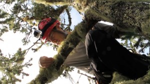 Cameron Williams examines the many lichen covering a branch in the 70m Douglas fir. Photo by Rikke Reese Næsborg.