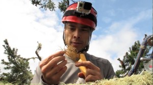 Cameron Williams samples the lichen Usnea high up in the Douglas fir. Photo by Rikke Reese Næsborg.