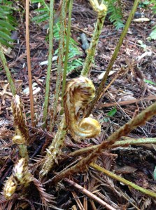 A fuzzy sword fern fiddlehead declares spring has sprung at the Grove of Old Trees in Sonoma County.