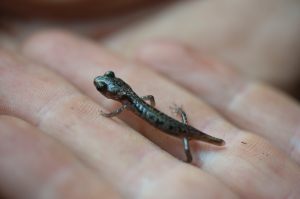 A juvenile arboreal salamander steals the spotlight at Muir Woods during Bioblitz 2014. Photo by Tonatiuh Trejo-Cantwell.