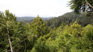 The first view above Cathedral Grove, taken by Stephen Sillett in a 76m coast redwood.