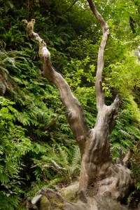 What story does this old snag tell?