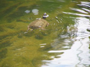 A western pond turtle  swims in the South Fork of the Eel River in Mendocino County under a sunny sky.