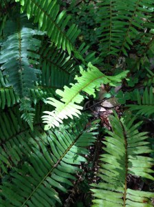 A brightly-colored new sword fern frond has been munched by a hungry sawfly larva.