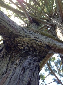 Branches fused to the tree trunk help create crown stability.