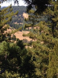 How the redwoods view Sonoma County.