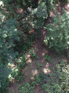 Sword ferns enjoy gaps of sun in the understory below their tall redwood neighbors.