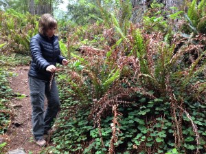 I'm encouraging this crunchy sword fern to hang in there a little longer.